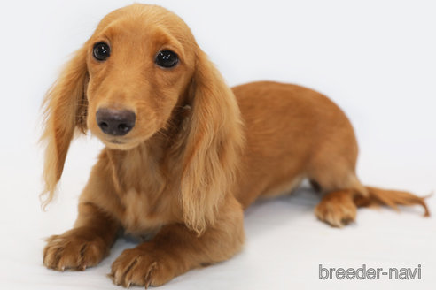 成約済の神奈川県のミニチュアダックスフンド(ロングヘアード)-332244